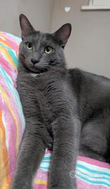 Gatto grigio 2 anni