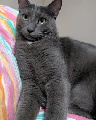 Gatto grigio 2 anni