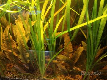 Piante acquario, Vallisneria gigantea cryptocoryne