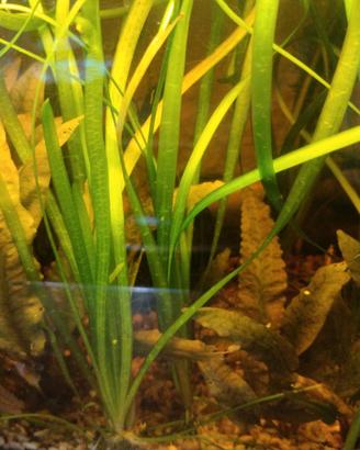 Piante acquario, Vallisneria gigantea cryptocoryne