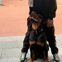 Rottweiller 6 mesi