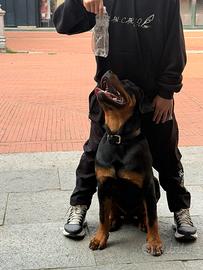 Rottweiller 6 mesi