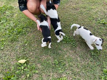 Cuccioli di JACK RUSSEL