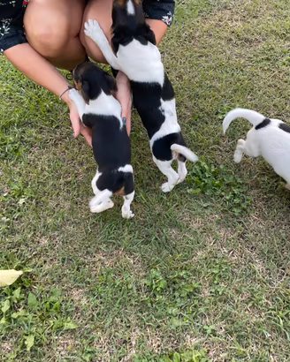 Cuccioli di JACK RUSSEL
