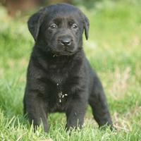 Labrador Retriever femmina nera di 60 giorni