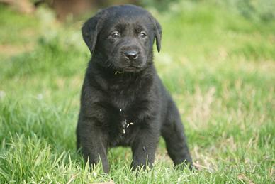 Labrador Retriever femmina nera di 60 giorni