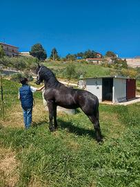 cavallo frisone puledra