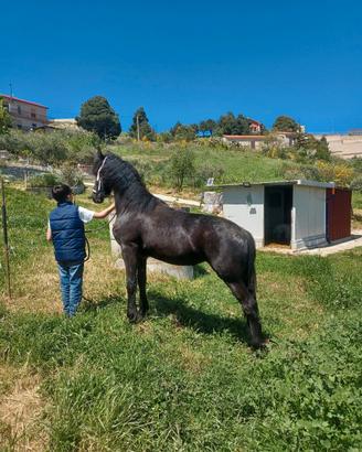 cavallo frisone puledra