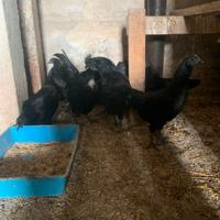 Ayam Cemani