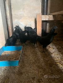 Ayam Cemani