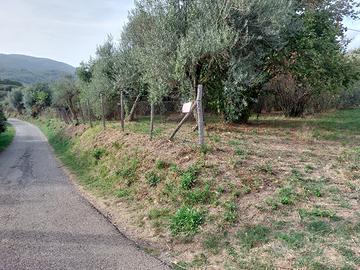 Terreno Agricolo Canepina