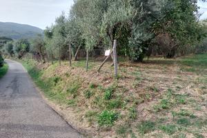 Terreno Agricolo Canepina