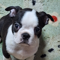 Cuccioli boston terrier