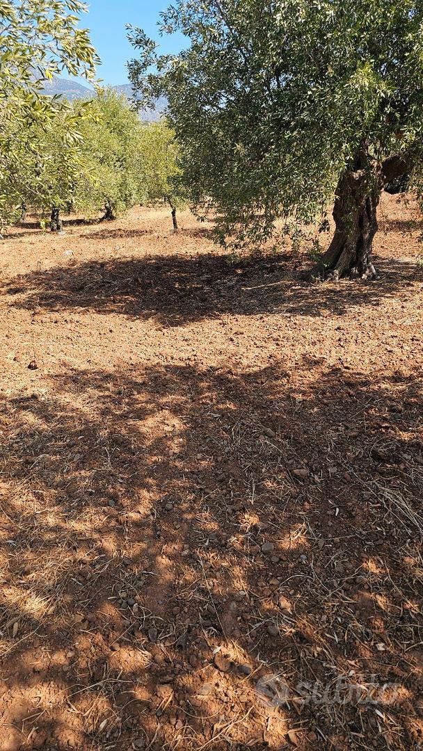 Terreno Agricolo in produzione - Vista 2