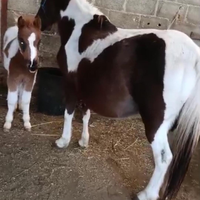Super pony femmina