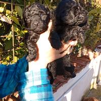 Cuccioli di barboncini toy