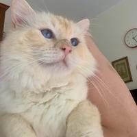 Gatto Ragdoll