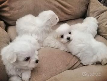 Maltese mini toy