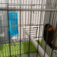 Usignolo del Giappone maschio