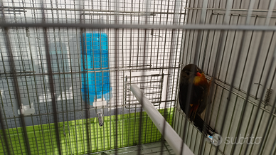 Usignolo del Giappone maschio