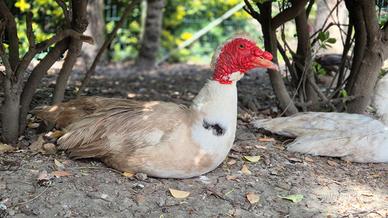 3 maschi di Anatra Muta