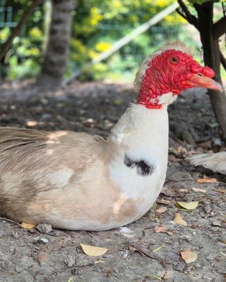 3 maschi di Anatra Muta