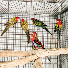 Pappagalli roselle varie mutazioni