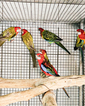 Pappagalli roselle varie mutazioni