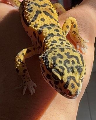 Geco Leopardino + Tappetino riscaldante + Tana