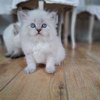 Cucciolo gatto Siberiano pedigree