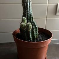 Pianta Cactus