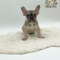 Dolcissima Bulldog Francese Sable'
