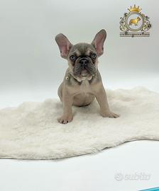 Dolcissima Bulldog Francese Sable'