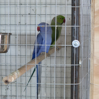 Parrocchetto dal collare