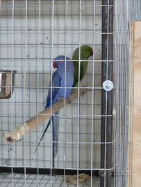 Parrocchetto dal collare