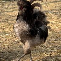 Gallo di razza padovana