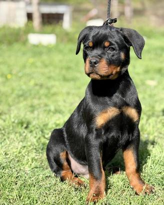 Cucciolo rottweiler