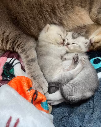 Gattini Scottish Straight