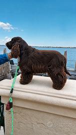 Per monta cocker spaniel inglese