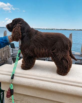 Per monta cocker spaniel inglese
