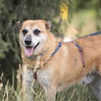 ROCKY incrocio pastore