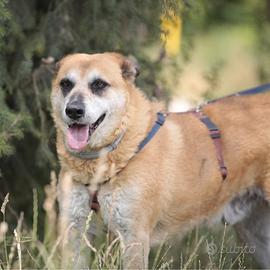 ROCKY incrocio pastore