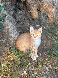 Adotta un Cucciolo