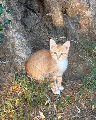 Adotta un Cucciolo