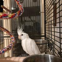 Calopsite albina selvatica