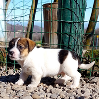 Jack Russell
