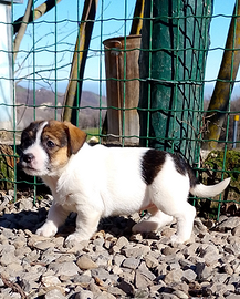 Jack Russell