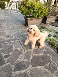 Barboncino nano 4 anni