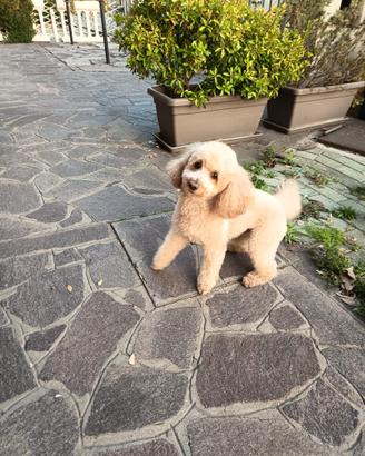 Barboncino nano 4 anni