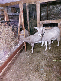 Capre bionde dell adamello